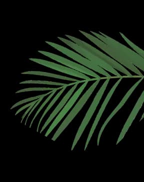 palm fronds for aesthetics